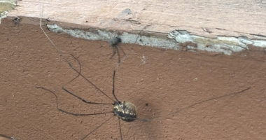 A photo of a banded harvestman crawling on the side of a wooden table