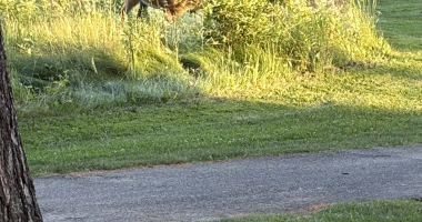 Deer In Long Grass