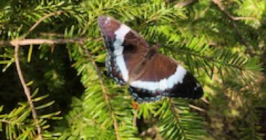 Black and white butterfly on green conifer branches