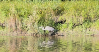 A great blue heron wanders the grassy bank, looking for a meal.