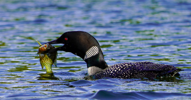 Loon with Breakfast