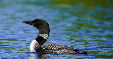 Loon Trout Lake 