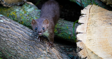Curious Stoat 