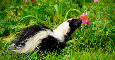 This young skunk could not resist stopping to smell the flowers 