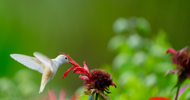 Rare White Hummingbird sipping nectar from monarda