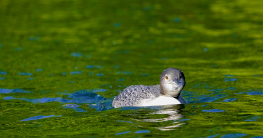 Smiling Loon Trout Lake