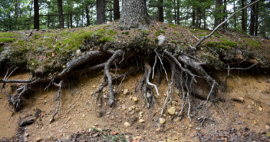 Inside an esker