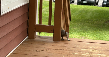 A squirrel peeks through the rungs of a porch railing