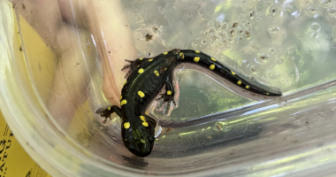 Spotted Salamander in a tupperware container