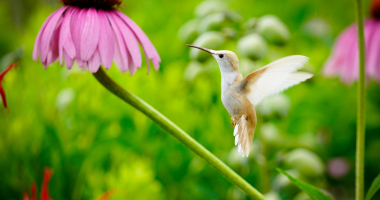 White Hummingbird with purple coneflower 
