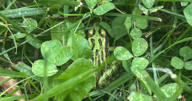 A photo of a green Northern Leopard Frog hiding in a patch of clover