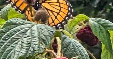 Butterflies and Raspberries 