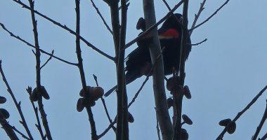 St Regis Falls CC Roads. Red-winged blackbird depicted.