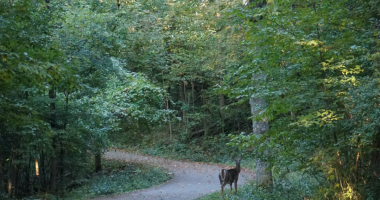 A doe stands on the side of the Remington Trail pathway. 
