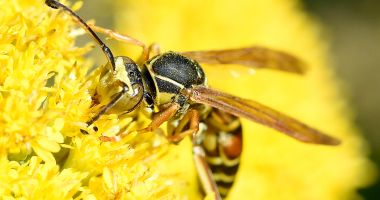 A Northern Paper Wasp on a flower