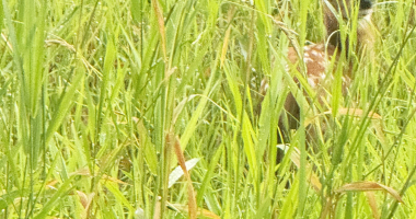 Hiding baby