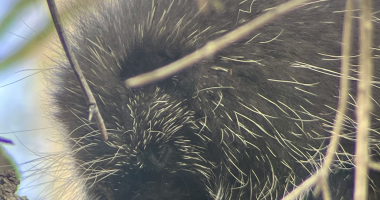 Porcupine in a tree