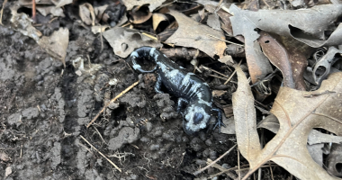 A black and grey salamander is revealed from under a rock.