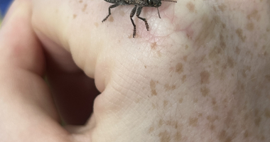 Picture of a beetle on my hand