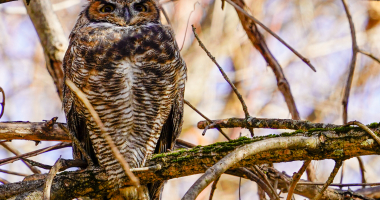 Great Horned Owl 