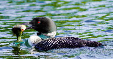 Loon with breakfast 