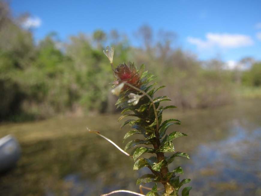 Flowering Hydrilla. Photo: Big Cyprus National Preserve, Flickr Creative Commons. 