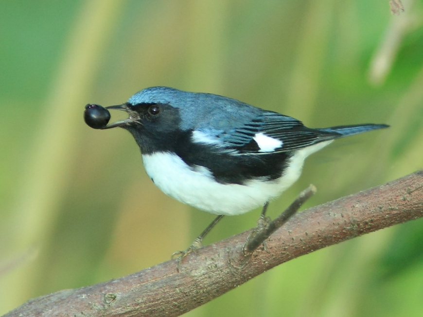 Black-throated blue warbler eating a berry 