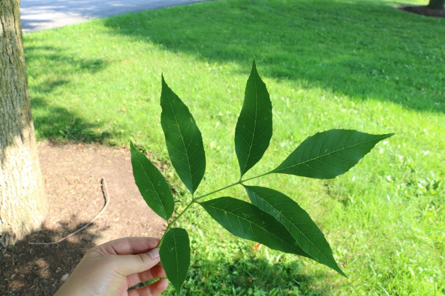 Green ash leaf held in the sunlight. Photo: Maya Williams