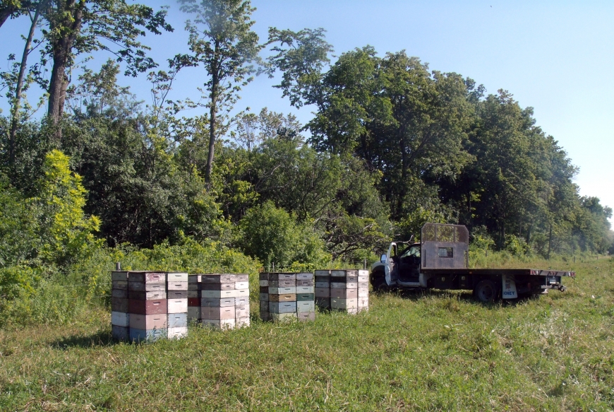 Beehives