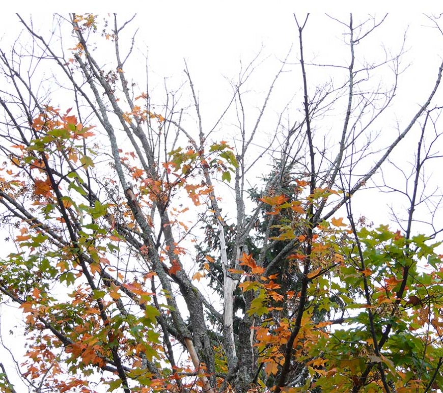 What Causes Maple Decline? Nature Up North