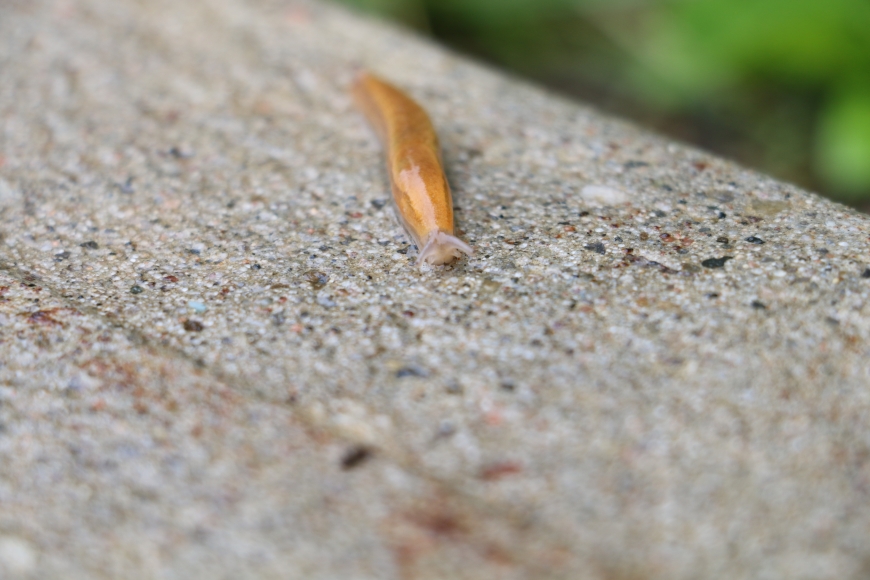 The rain brought out the slugs! Photo by Molly McMasters. 