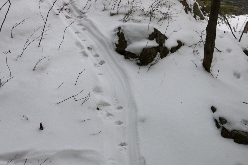 Otter slide tracks in snow