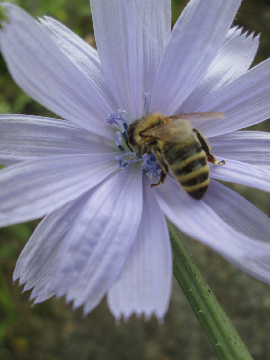 European honeybee. Photo:  Jennifer Berbich. 