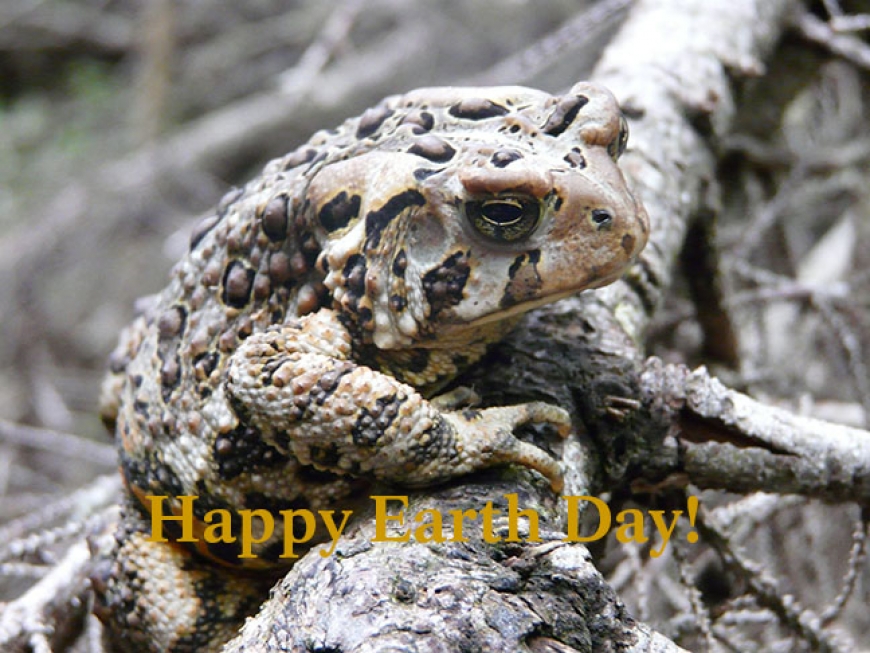 Toad with words "Happy Earth Day!"