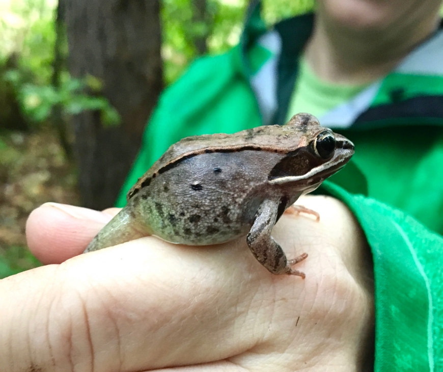Wood frogs are often found feeding at vernal pools in the North Country woods. Photo: St. Lawrence Mammalogy Class 2016.