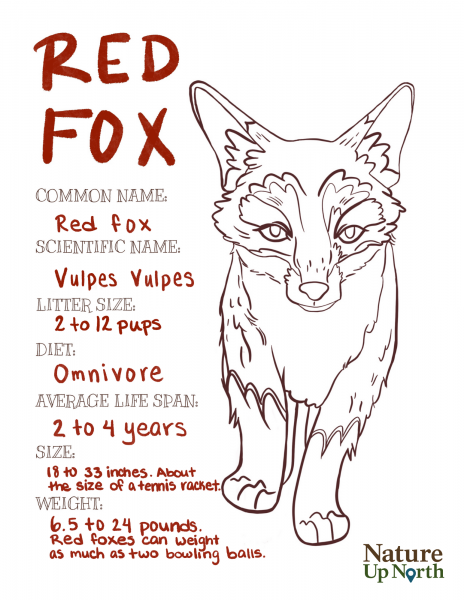 Red Fox Coloring Page