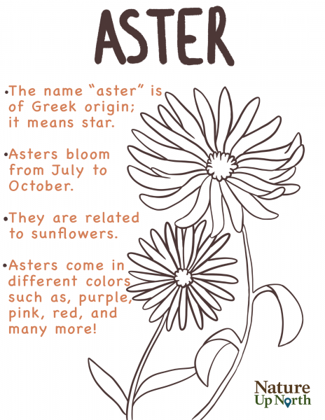 Aster Coloring Page