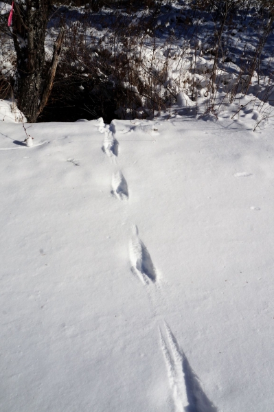 Mink tracks in snow