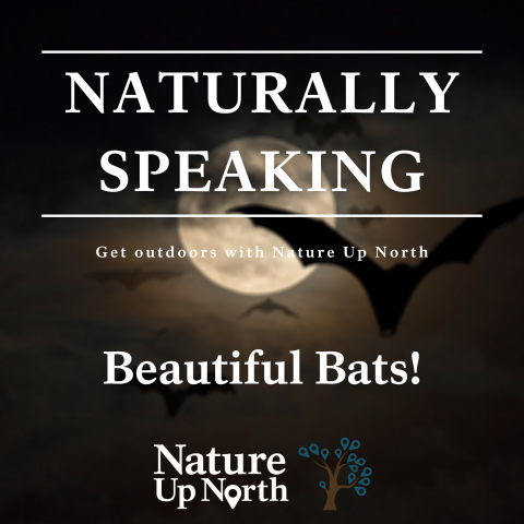 Beautiful Bats cover image