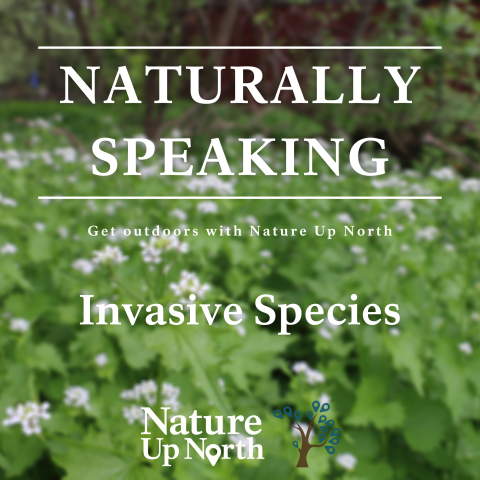 Invasive species cover