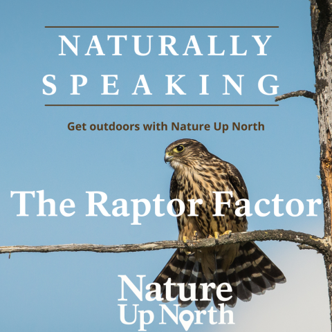 Picture of raptor on branch