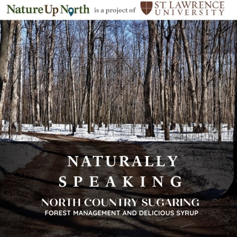 Photo of a stand of trees with the title of the podcast