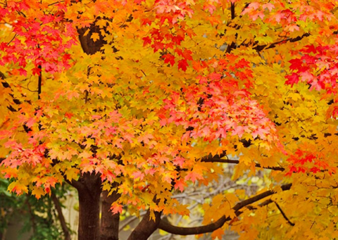Fall leaves on sugar maples