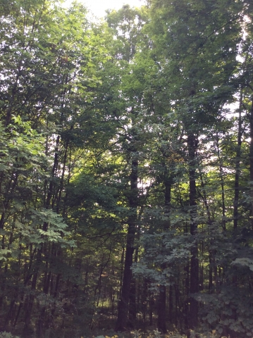 Wet Feet tree large tree in center