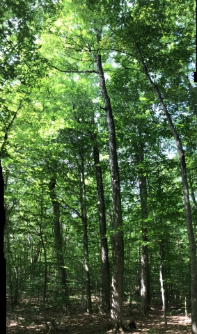 panoramic view top to bottom of Over the Hill tree