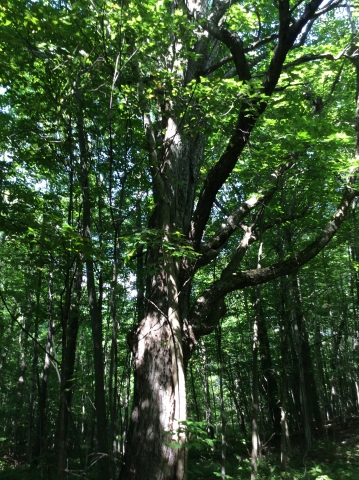 Raccoon tree from dirt road
