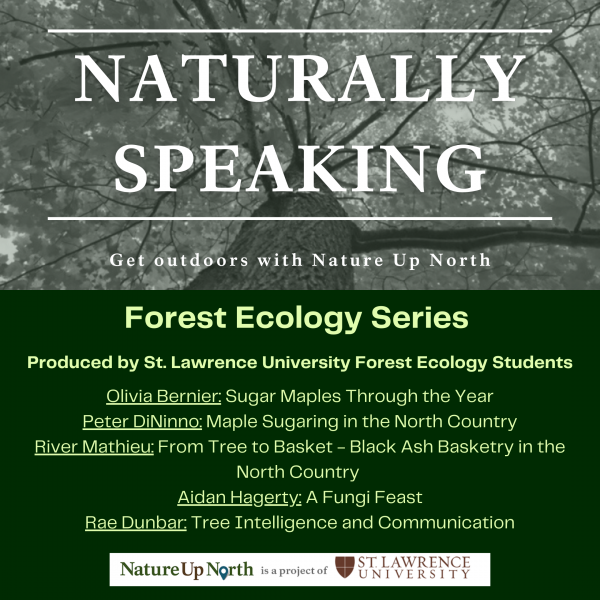 Naturally Speaking podcast Forest Ecology mini-series introduction 