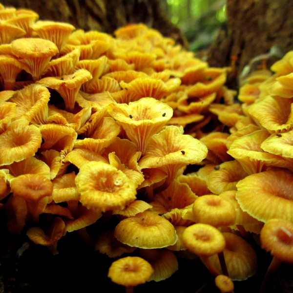 A forest of orange fungi cover the base of a tree
