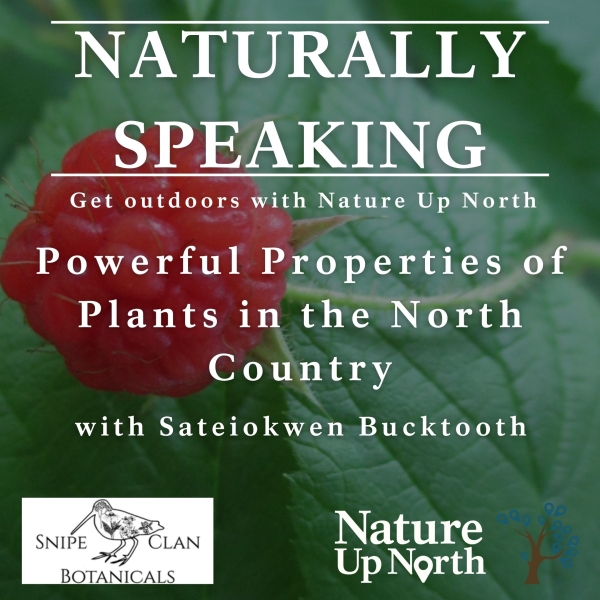 Image of a raspberry with the words "Naturally speaking get outside with nature up north, powerful properties of plants in the north country with sateiokwen bucktooth." With the Snipe Clan Botanicals and Nature Up North logos. 