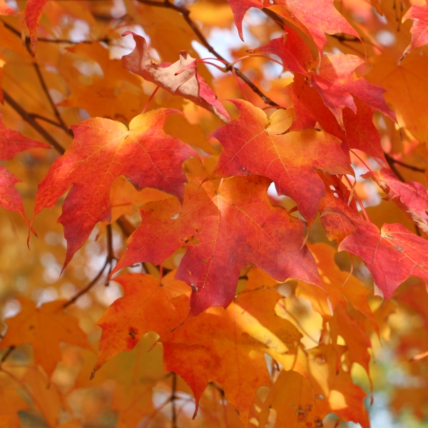 Fiery reds, oranges, and yellows of maple leaves are illuminated by sunlight